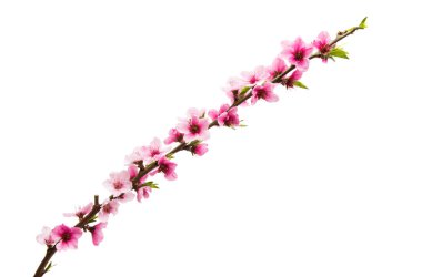 İzole Sakura çiçekler 