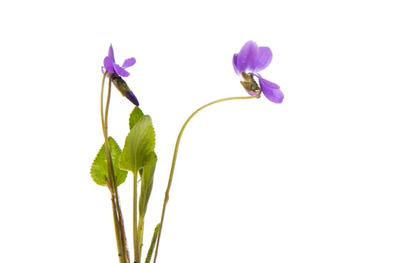 Forest violet isolated — Stock Photo, Image