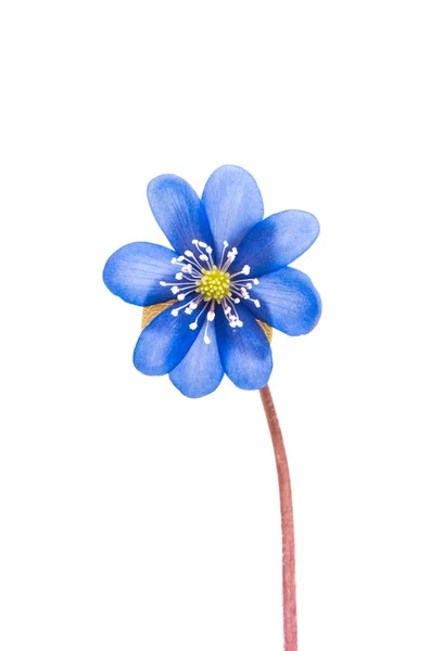 Hepatica nobilis aislada — Foto de Stock