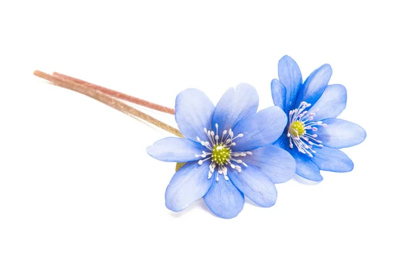 Hepatica nobilis geïsoleerd — Stockfoto