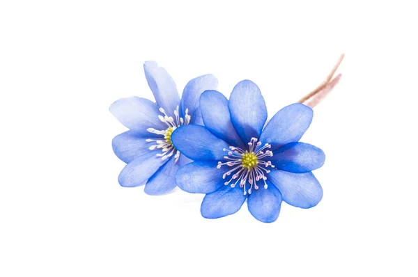 Hepatica nobilis geïsoleerd — Stockfoto