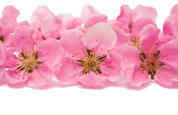 Sakura flowers isolated — Stock Photo, Image