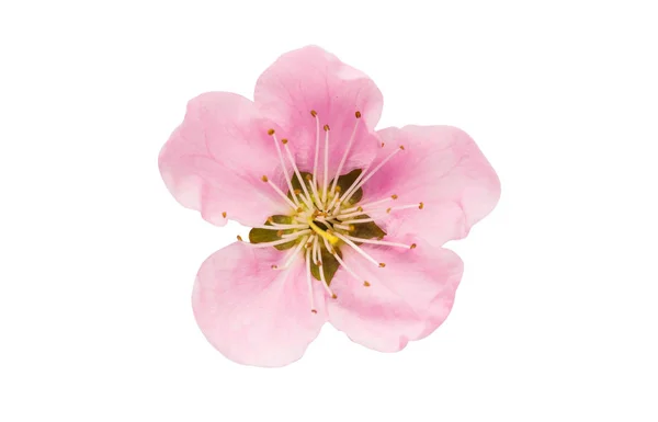 Sakura fiori isolati — Foto Stock