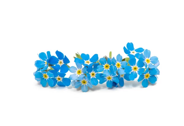 Forget-me-flower — Stock Photo, Image