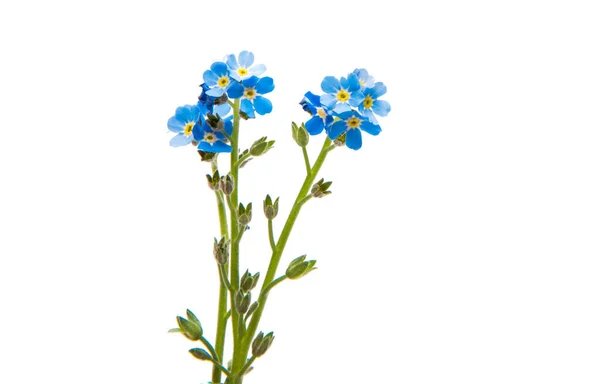 Forget-me kwiatVergeet-mij-bloem — Stockfoto