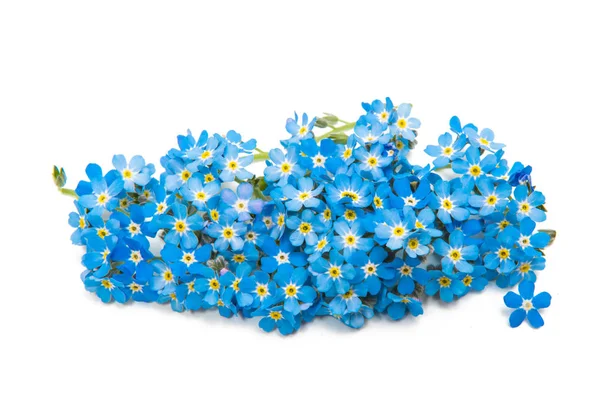 Forget-me kwiatVergeet-mij-bloem — Zdjęcie stockowe