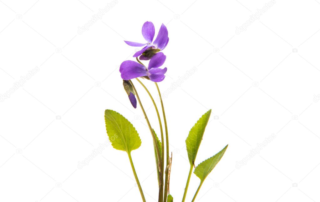 forest violet isolated 