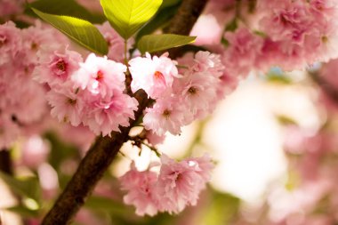 İlkbaharda kiraz çiçeği