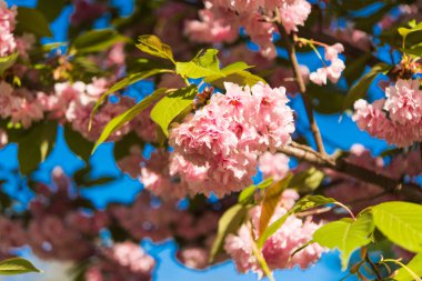 İlkbaharda kiraz çiçeği