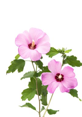 Pembe hibiscus izole 