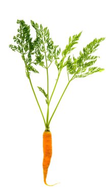 havuç izole yaprakları ile 