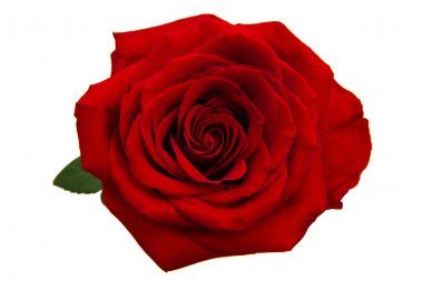 kırmızı gül izole 