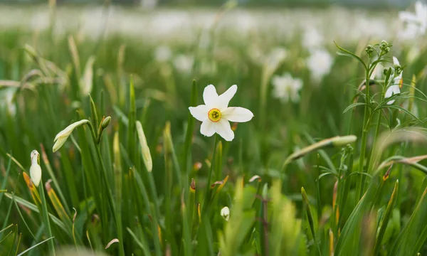 Feld mit Narzissen, die im Frühling blühen — Stockfoto