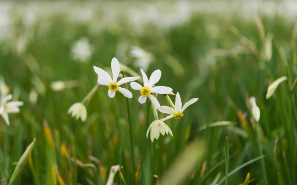 Fältet med påskliljor blommar på våren — Stockfoto