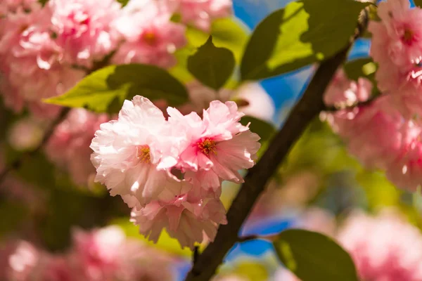 Körsbärsblomma på våren — Stockfoto