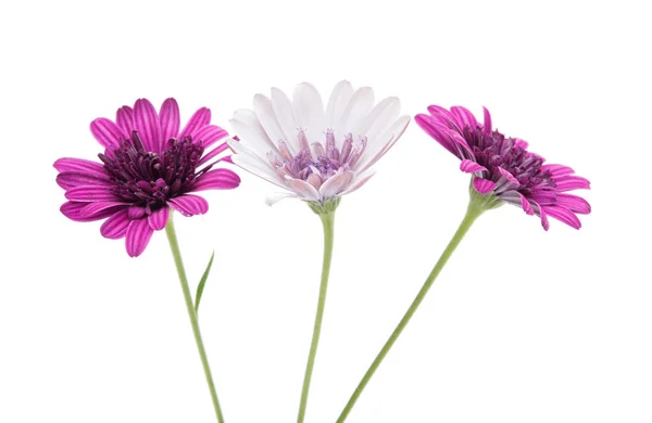 分離された Osteosperumum 花デイジー — ストック写真