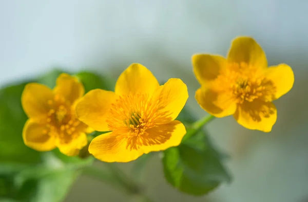 Жовті весняні квіти, що ростуть — стокове фото