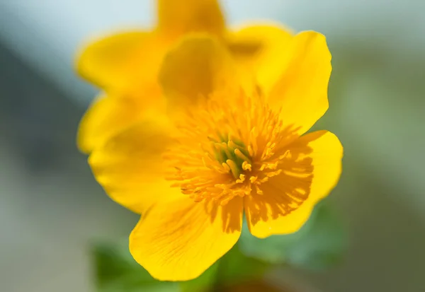 黄色春天的花成长 — 图库照片