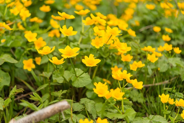 Yellow spring flowers growing — Stock Photo, Image
