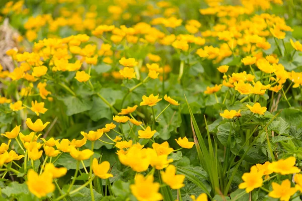 Yellow spring flowers growing — Stock Photo, Image