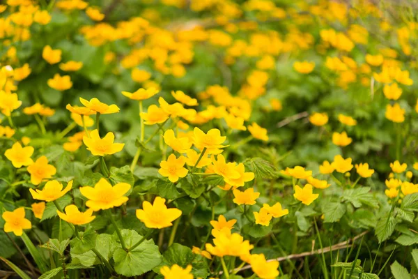 Gelbe Frühlingsblumen wachsen — Stockfoto