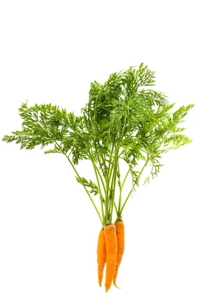 Zanahorias con hojas aisladas — Foto de Stock