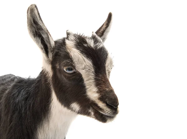 Goat animal  isolated — Stock Photo, Image