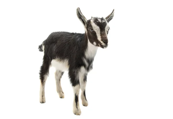 Goat isolated — Stock Photo, Image