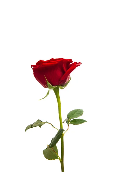 Red rose isolated — Stock Photo, Image