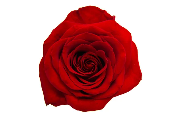 Red rose isolated — Stock Photo, Image