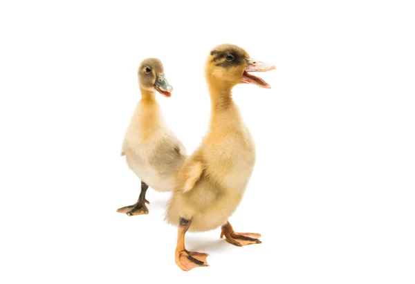 Small geese isolated — Stock Photo, Image