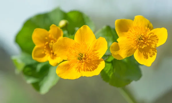 Sarı bahar çiçekleri - Stok İmaj