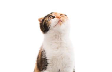 İzole kat renkli kedi 