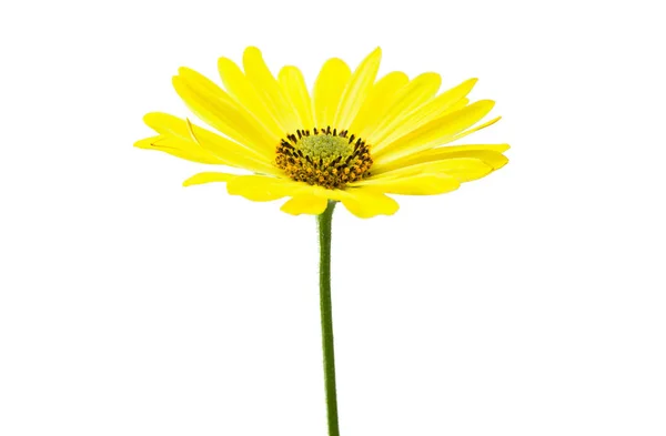 Yellow daisy isolated — Stock Photo, Image