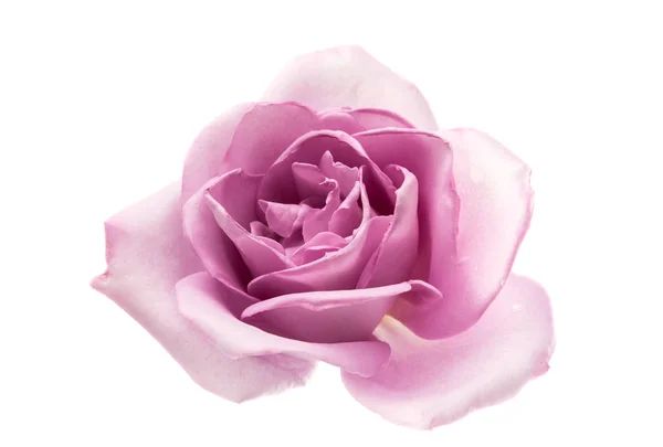 Liliowy rose na białym tle — Zdjęcie stockowe