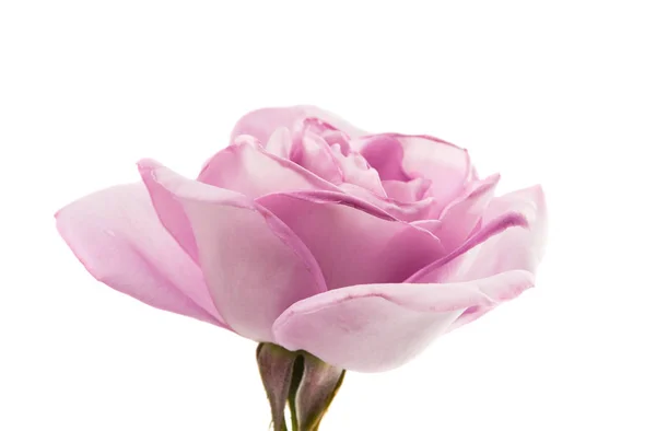 Rosa lilla isolata — Foto Stock