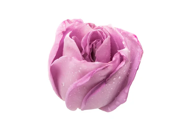 Isolert Lilac rose – stockfoto