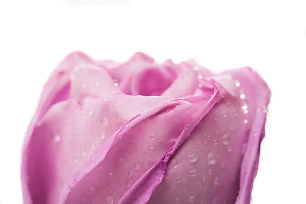 Lilás rosa isolado — Fotografia de Stock