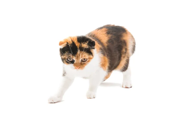 分離した色の猫を折る — ストック写真