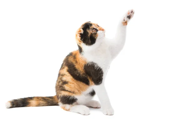 Vouw gekleurde kat geïsoleerd — Stockfoto