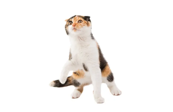 Vouw gekleurde kat geïsoleerd — Stockfoto