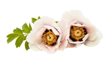 izole Şakayık çiçeği 