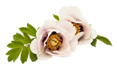 izole Şakayık çiçeği 