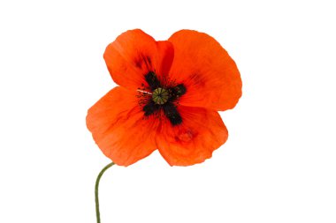 bir haşhaş çiçekleri 