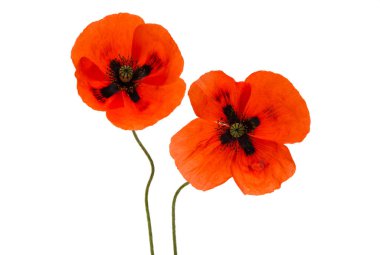 bir haşhaş çiçekleri 