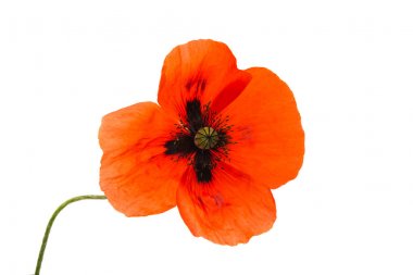 bir haşhaş çiçekleri 