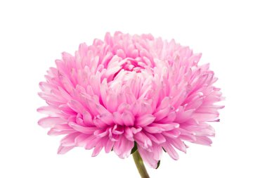 Aster çiçekler 