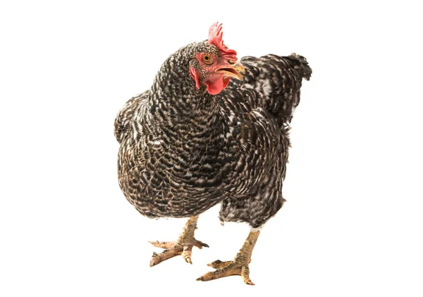 Pollo aislado —  Fotos de Stock