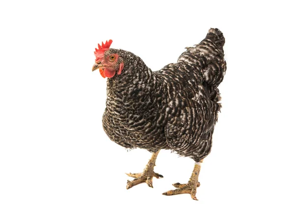 Elszigetelt csirke — Stock Fotó