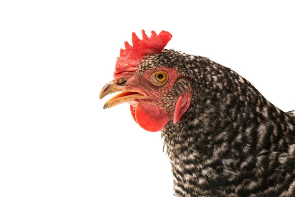 分離された鶏鳥 — ストック写真